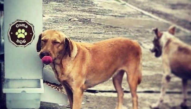 Llegan los ComeDog a México Llegan los ComeDog a México