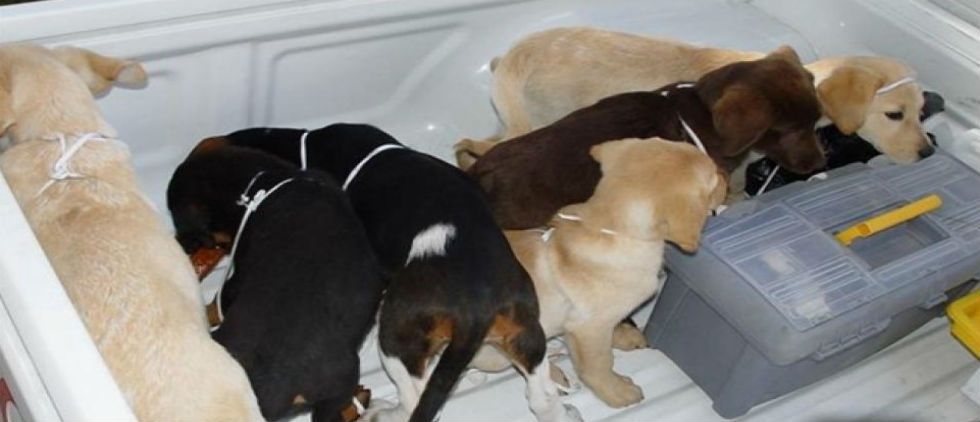 Detienen a veterinario que usaba perros para traficar heroína