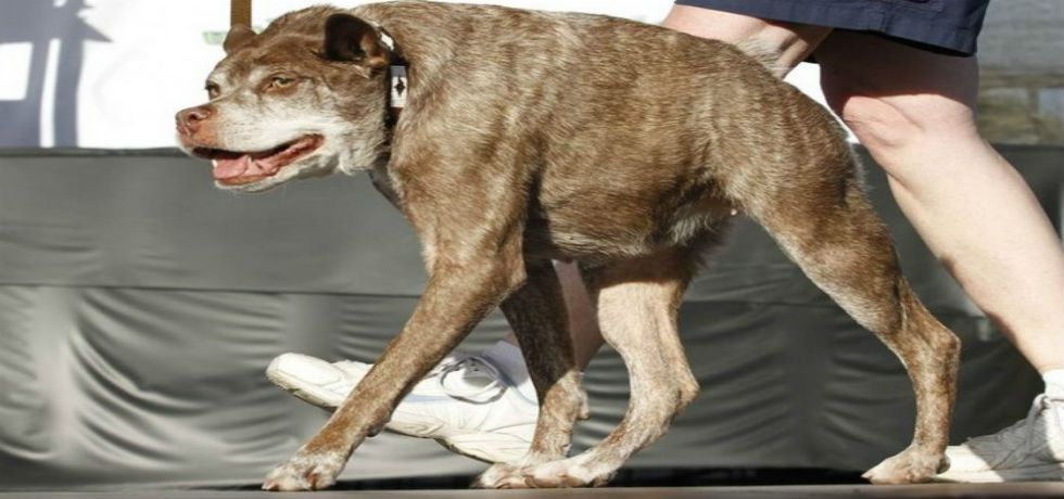 Quasi Modo gana concurso del Perro Más Feo del Mundo Quasi Modo gana concurso del Perro Más Feo del Mundo
