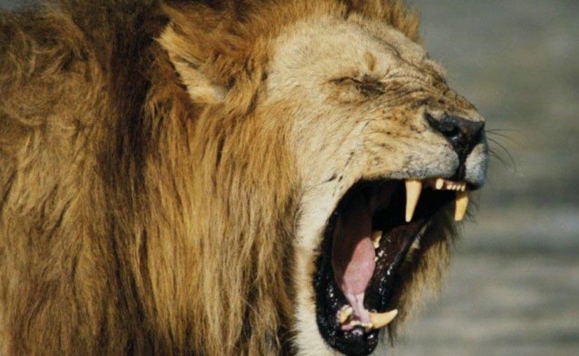 Mujer muere por ataque de león en safari Mujer muere por ataque de león en safari