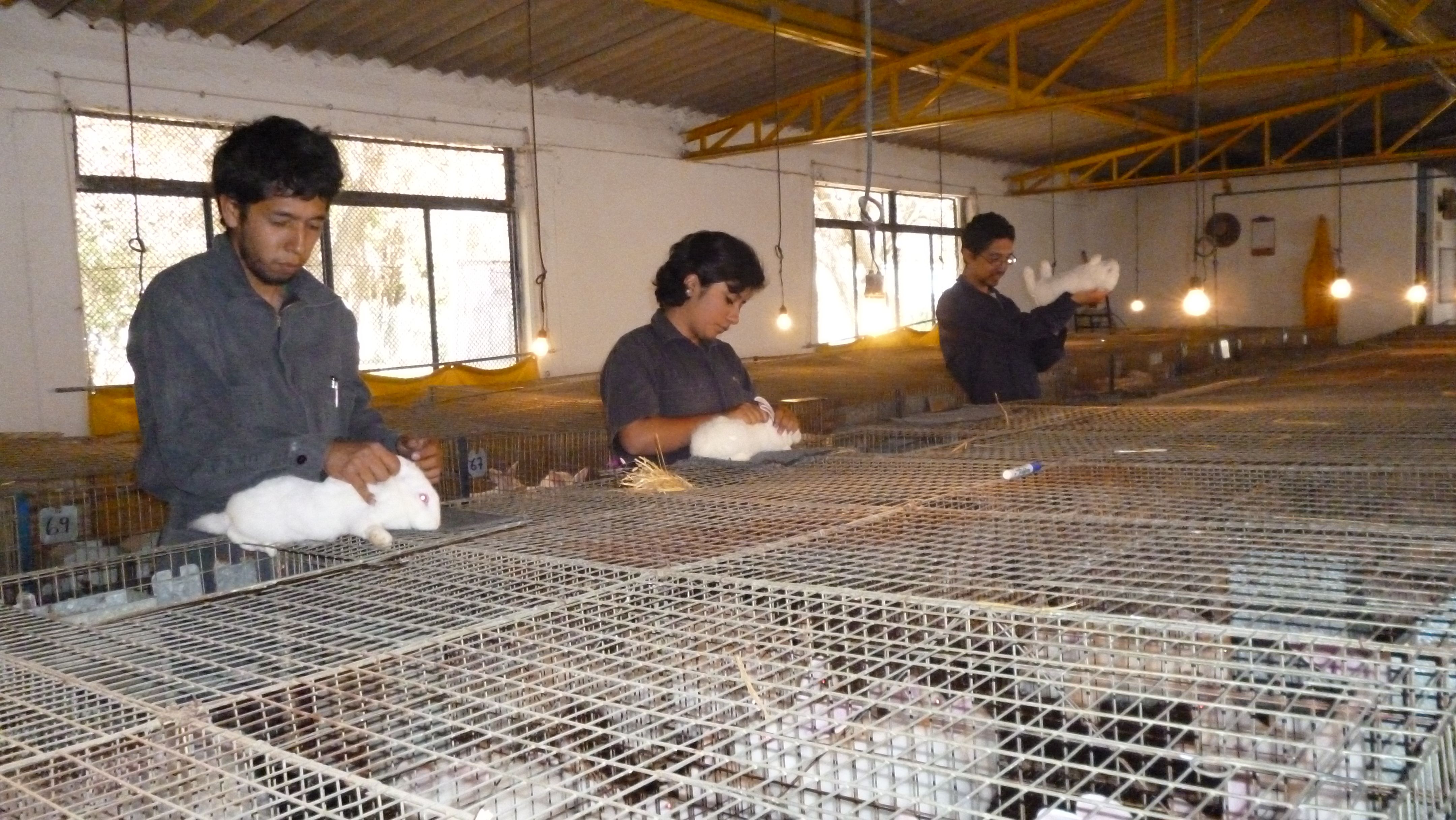 Jalisco impulsa la producción y consumo de carne de conejo