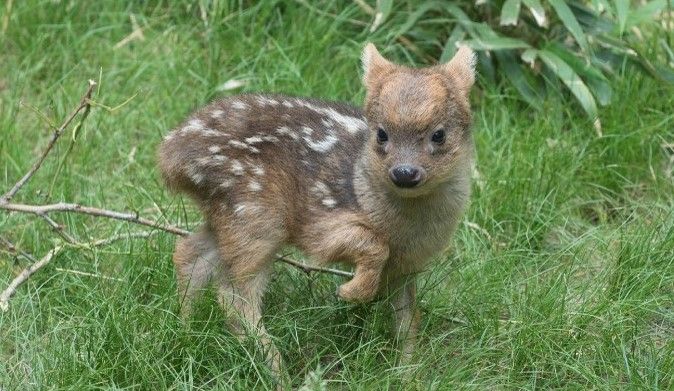 Nace el venado más pequeño del mundo en NY