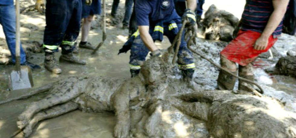 Encuentran muertos a animales desaparecidos del zoológico de Georgia