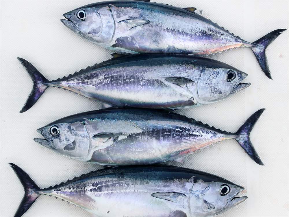 México podrá sancionar a EE.UU. por etiquetado de atún