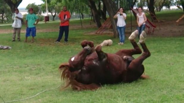 Video: reacción de un caballo al ser liberado