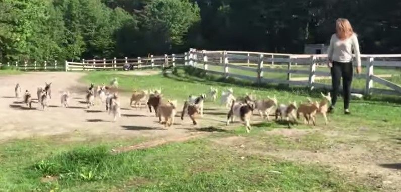 Video: Una estampida de cabras bebé