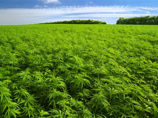 Autoridades destruyen 15 plantíos de mariguana en Nayarit