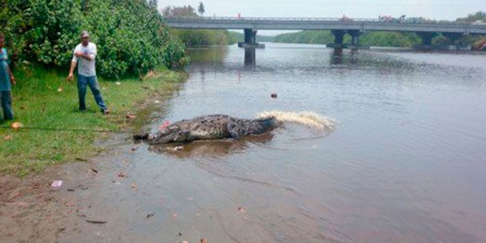 Cocodrilo arranca pierna a pescador en Oaxaca