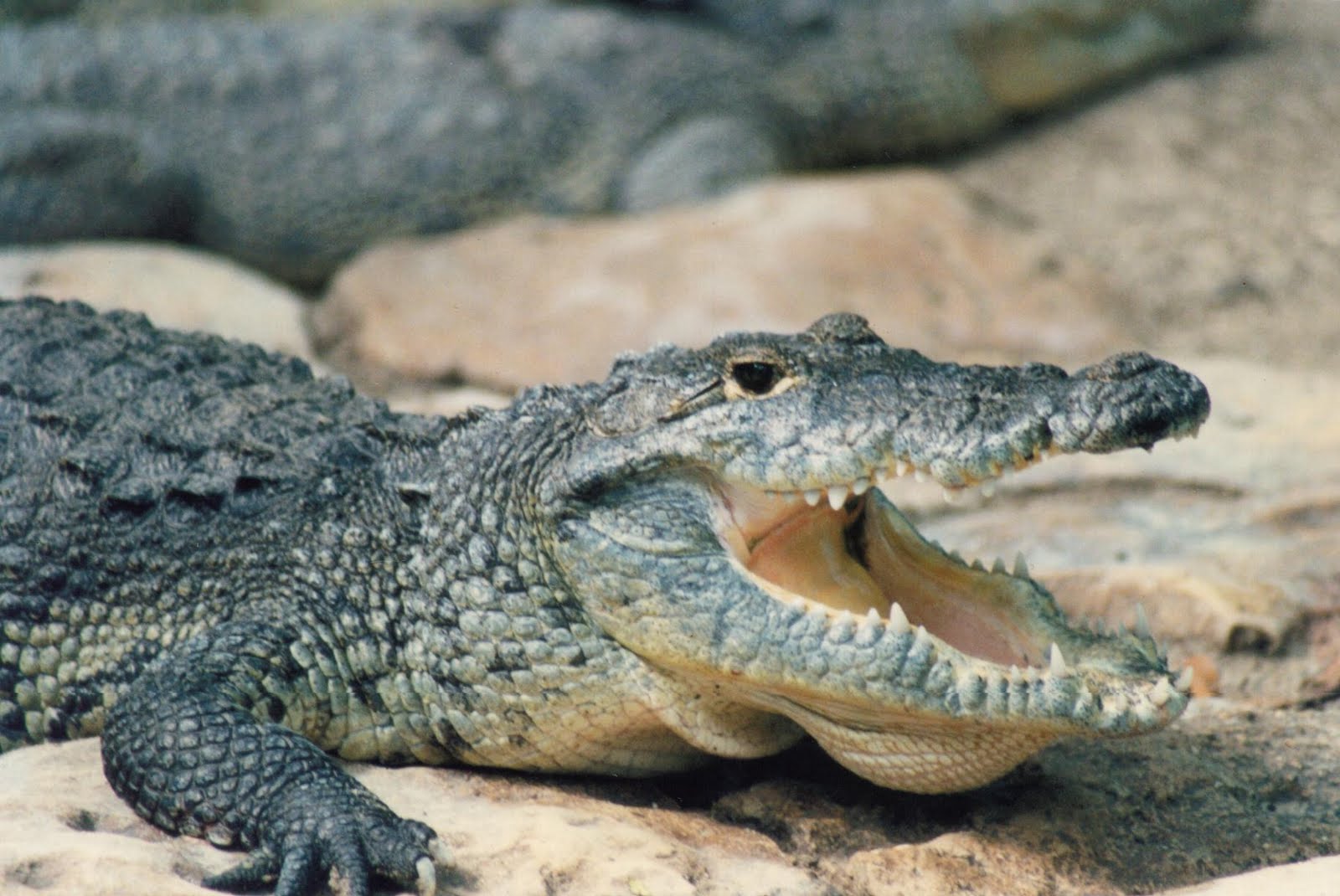 Turista estadounidense ebrio se mete a zona de cocodrilos Turista estadounidense ebrio se mete a zona de cocodrilos