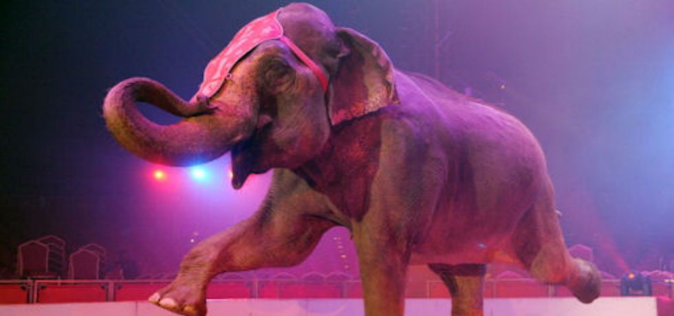 Elefante escapa de circo y mata a un hombre