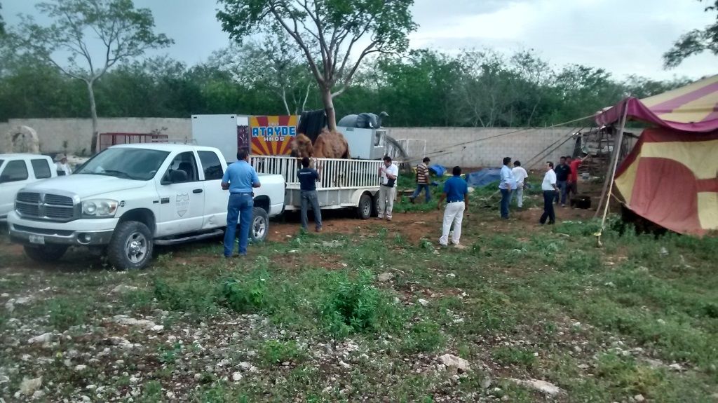 Profepa rescata animales abandonados en Mérida