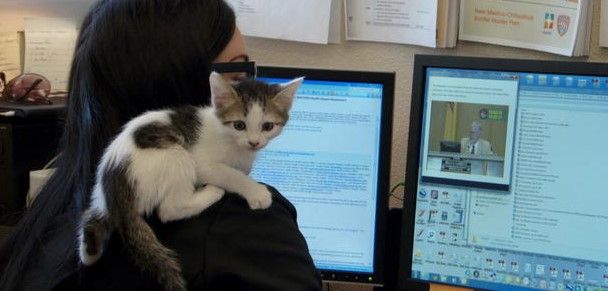 Biblioteca de gatos, remedio contra el estres