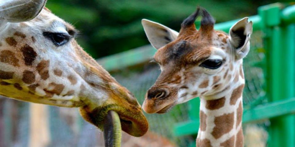 Buscan nombre para una jirafa bebé en el Estado de México