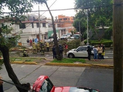 Al menos 17 árboles caídos tras lluvia en el DF