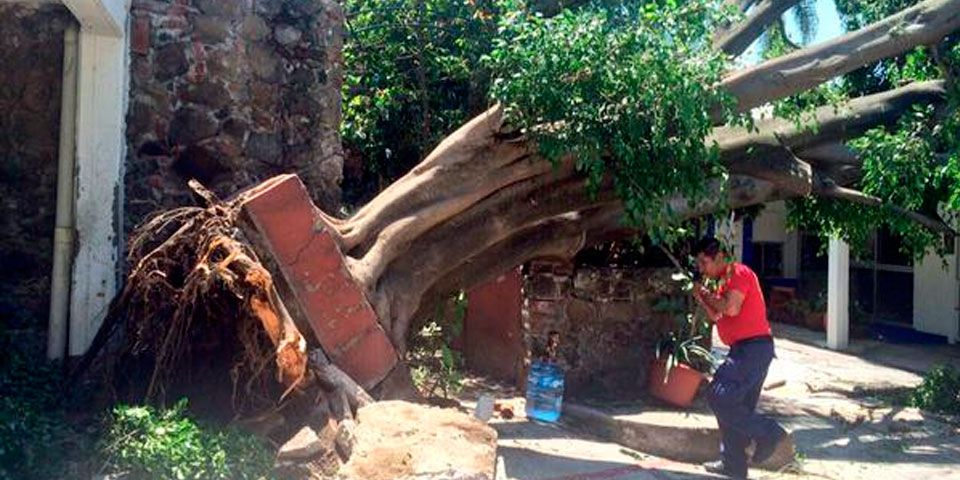 Lluvias derriban 31 árboles en Cuernavaca