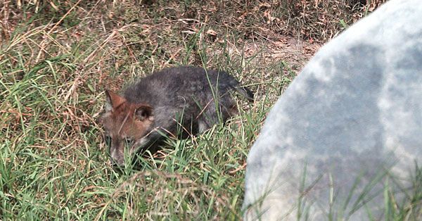 Museo del Desierto tiene nuevo cachorro