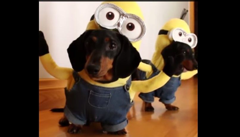 Video: ¿son perros o son minions? Video: ¿son perros o son minions?