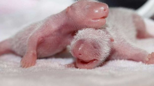 Nacen últimos pandas gemelos por inseminación artificial