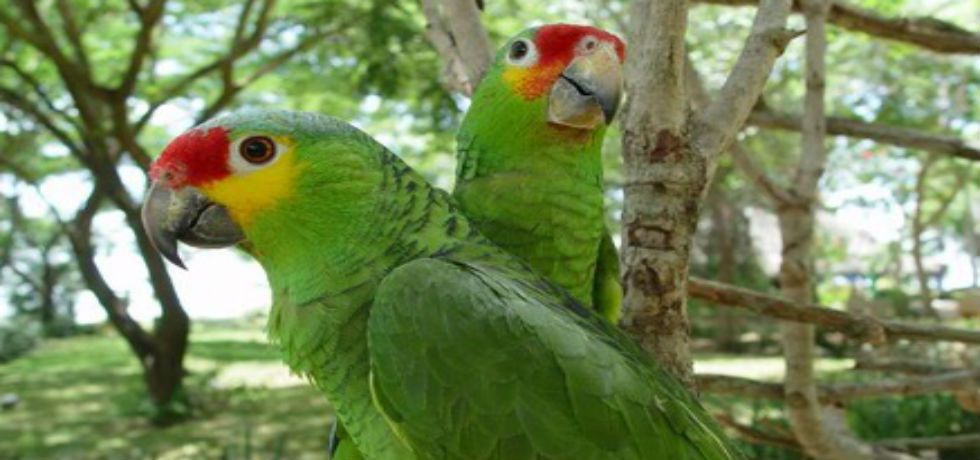 ¿Por qué hablan los loros? ¿Por qué hablan los loros?