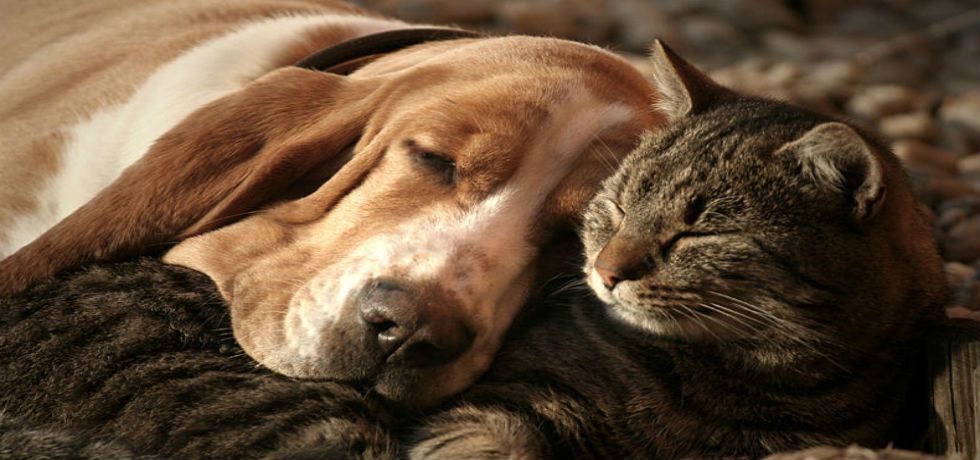 Ordena SAGARPA eliminar la electrocución como método para sacrificar animales