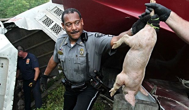 Cerca de 2 mil lechones escapan tras volcar camión en Ohio Cerca de 2 mil lechones escapan tras volcar camión en Ohio