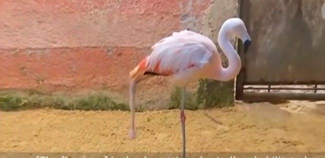 Video: flamenco aprende a caminar con prótesis