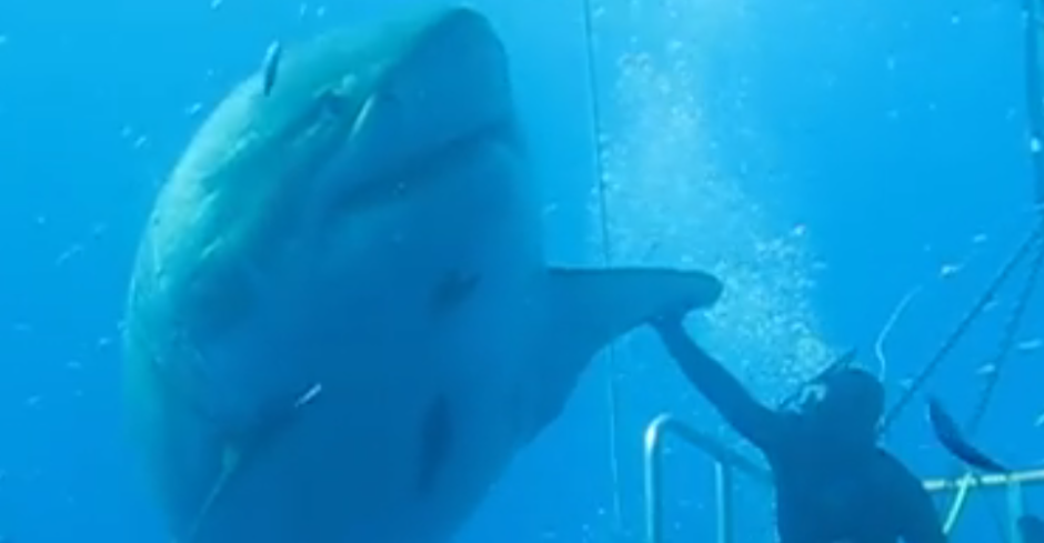 Graban en México a uno de los tiburones blancos más grandes jamás registrados Graban en México a uno de los tiburones blancos más grandes jamás registrados