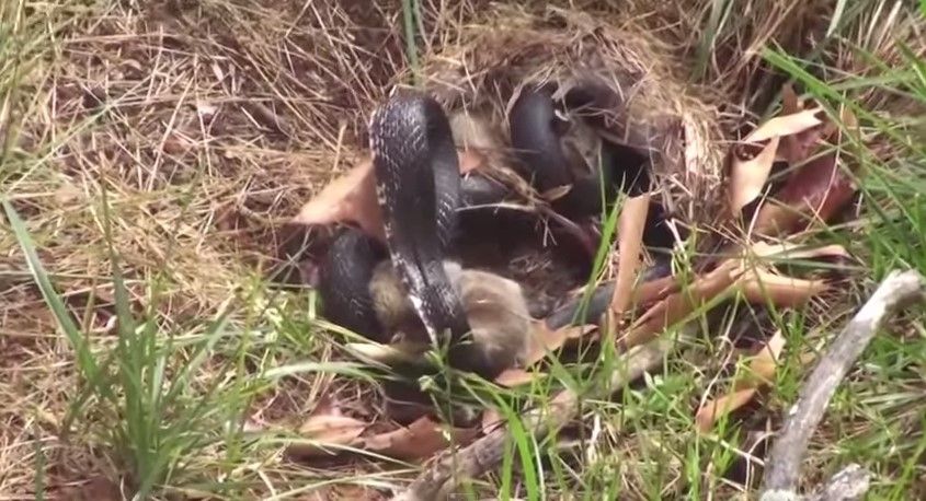 Video: madre conejo defiende a sus crías del ataque de una serpiente Video: madre conejo defiende a sus crías del ataque de una serpiente