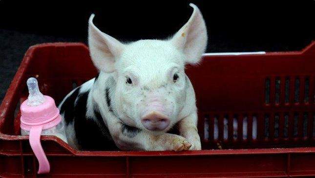 Daniela: la nueva mascota presidencial de Costa Rica