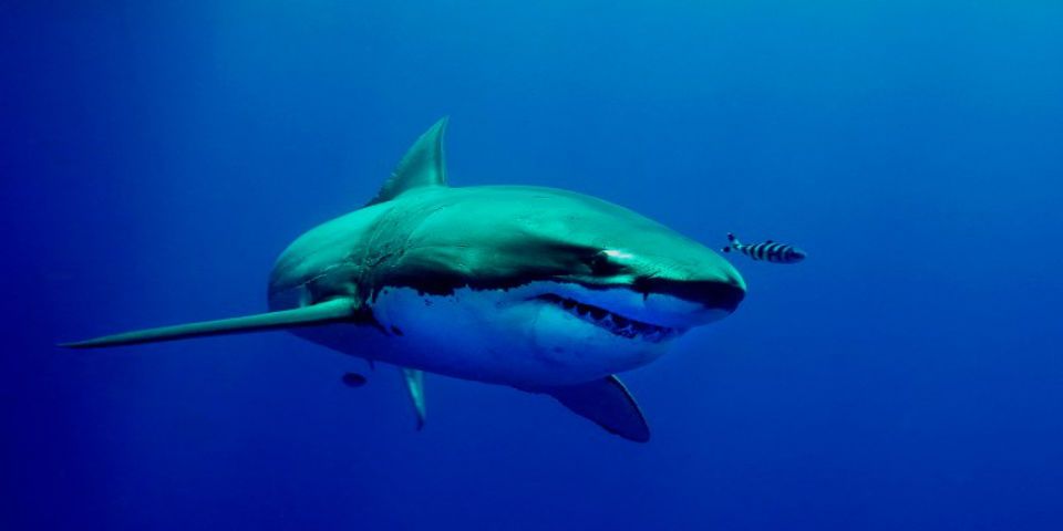 Nueva exposición de tiburones, mantas y rayas en el D.F.