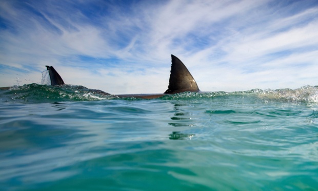 Australiano aleja a tiburón a puñetazos