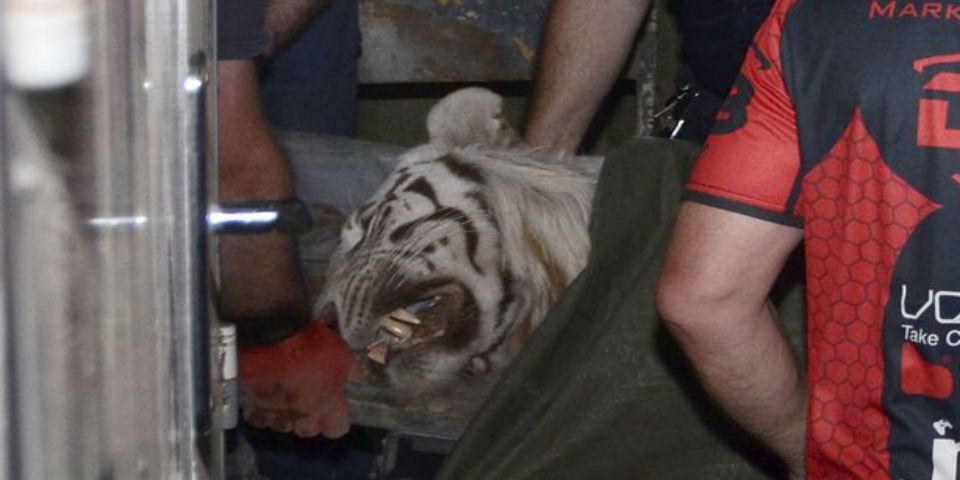 Tigre que escapó del zoológico de Tbilisi mató a un hombre Tigre que escapó del zoológico de Tbilisi mató a un hombre
