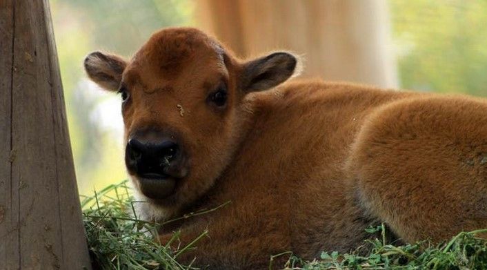 Umi es el nombre de bisonte de Chapultepec