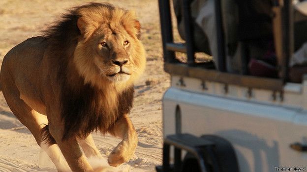 Acusan a dentista de matar a león en Zimbabue Acusan a dentista de matar a león en Zimbabue