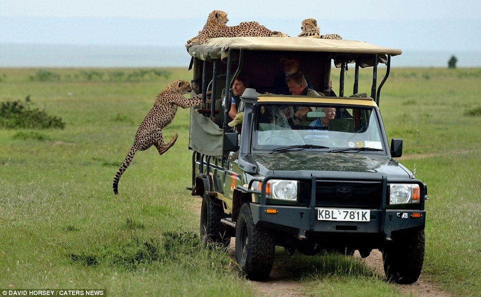 Guepardo salta y aborda jeep de turista