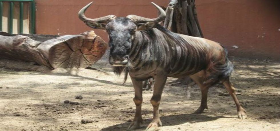 PROFEPA asegura 377 animales de dos zoológicos