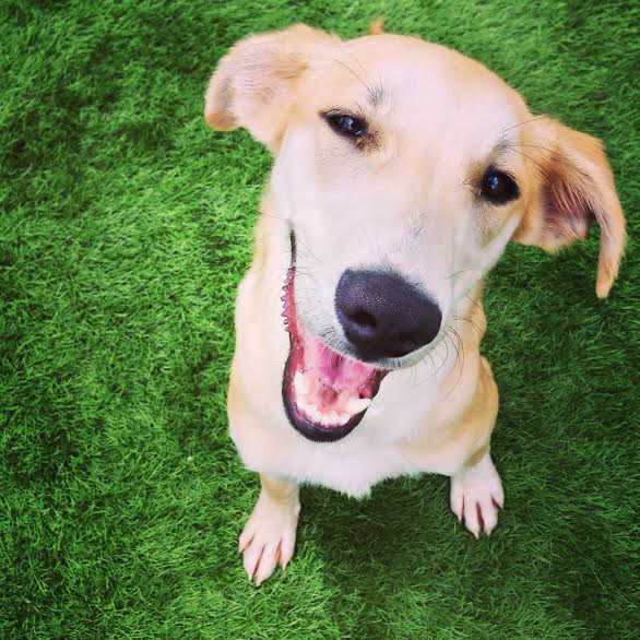 Los perros más robados en la Ciudad de México