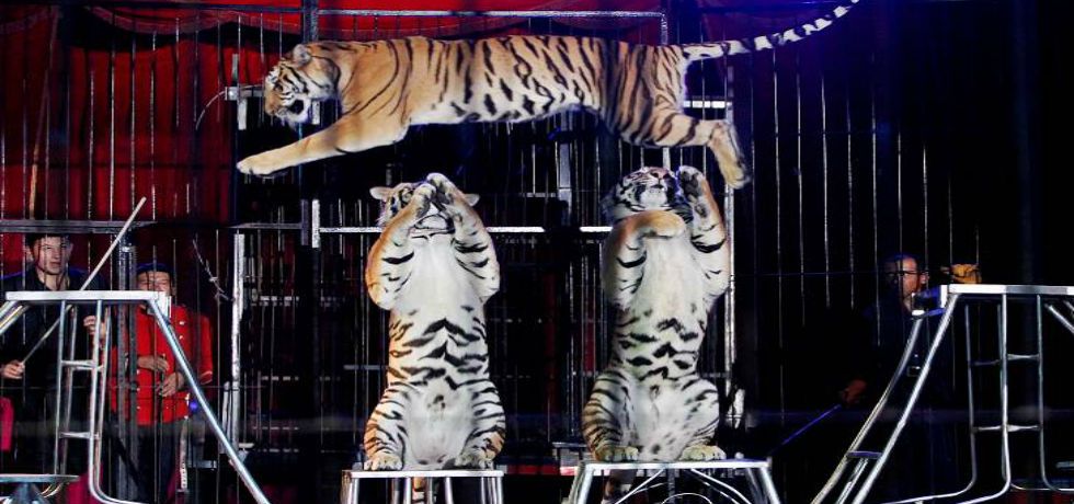 Los circos ofrecieron su último espectáculo con animales