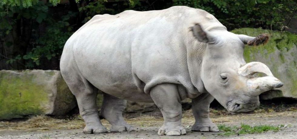 Muere hembra de rinoceronte blanco. Solo quedan 4 en todo el mundo