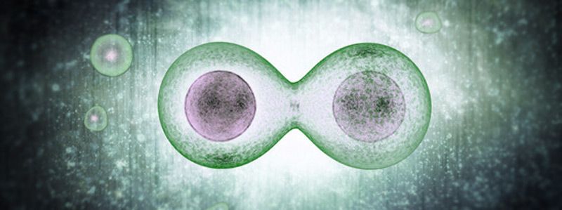 Mexicano desarrolla investigación sobre la mutación celular Mexicano desarrolla investigación sobre la mutación celular