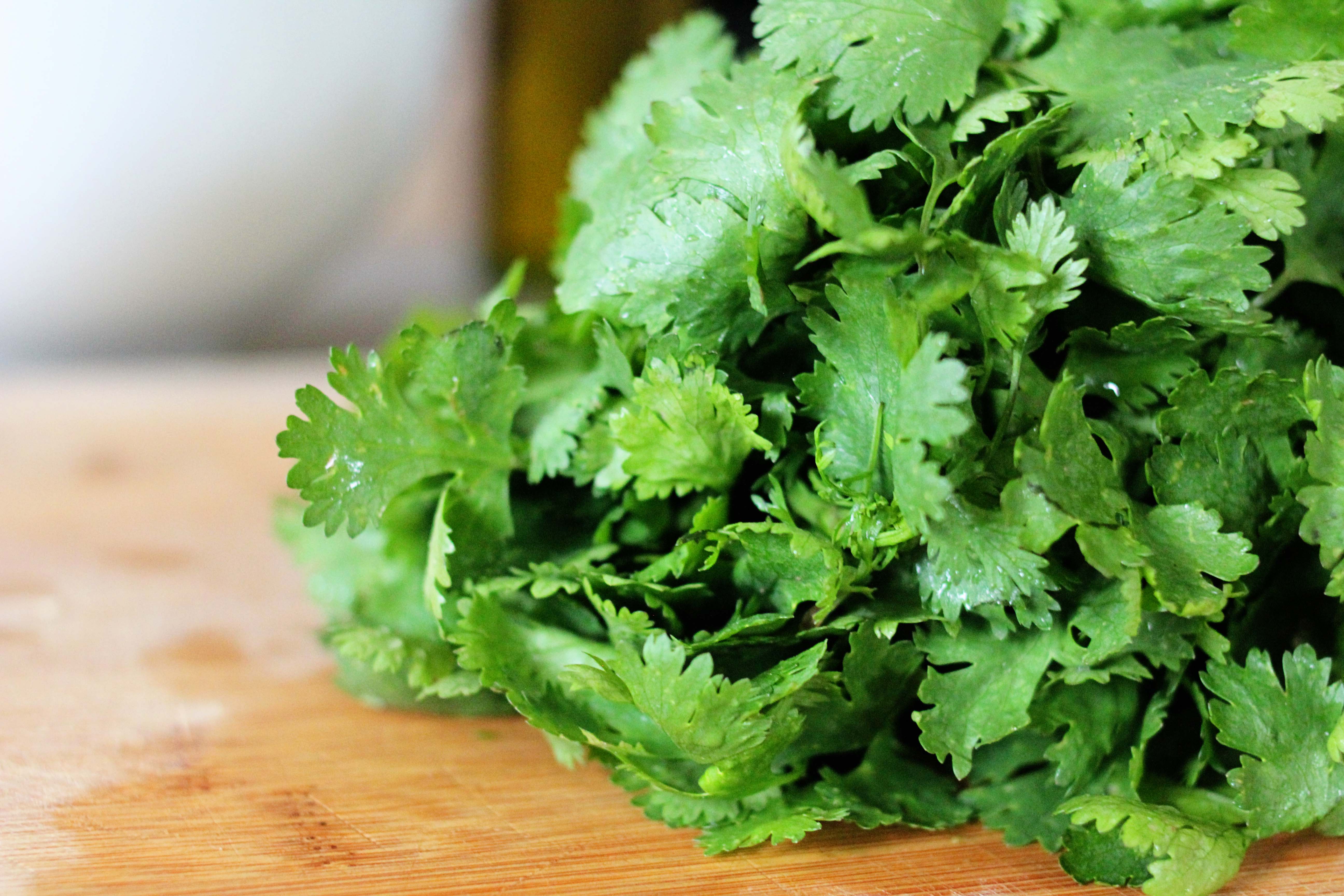 Estados Unidos prohíbe entrada a cilantro mexicano