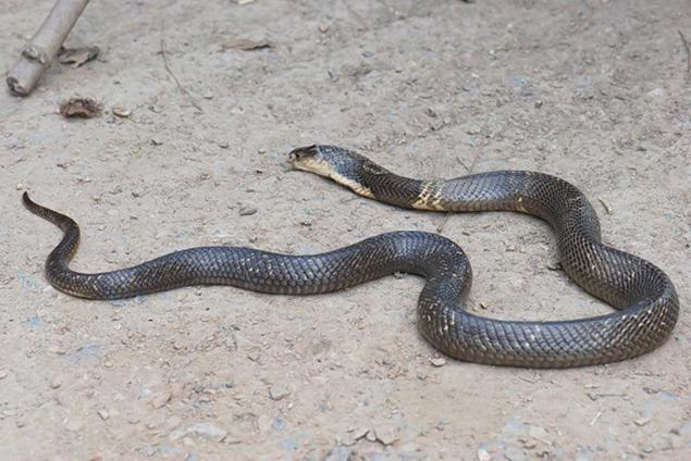 Encuentran cobra que habr&iacute;a matado a joven en Austin