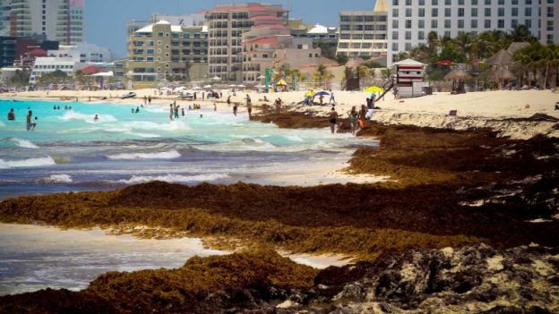 Retiran algas del mar de Quintana Roo