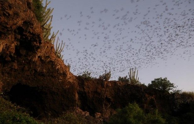 Los beneficios de los murciélagos para la naturaleza - cueva-de-los-murcielagos