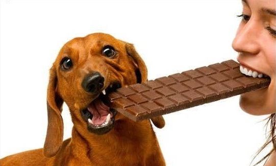 ¿El chocolate es realmente peligroso para tu perro? ¿El chocolate es realmente peligroso para tu perro?