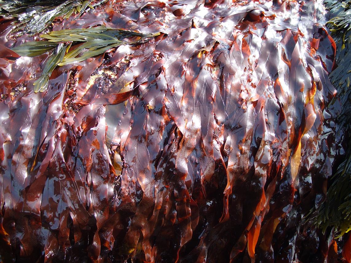 Algas con sabor a tocino