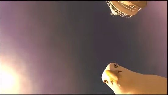 Video: gaviota roba videocámara y graba como si fuera un drone