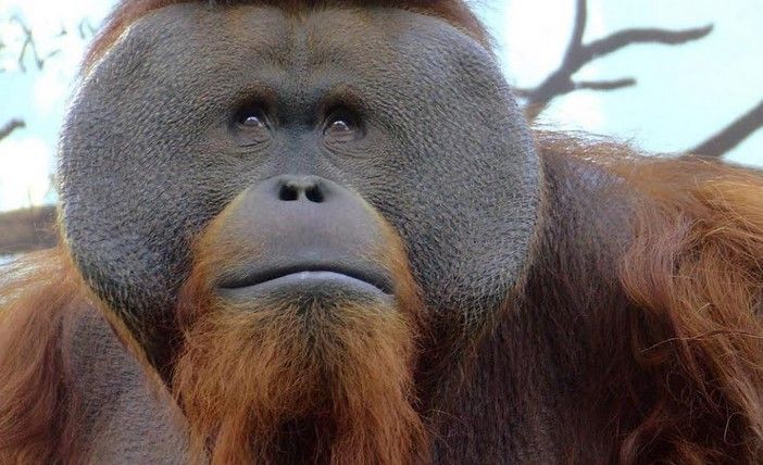 Muere orangután Jambi en el zoológico de Chapultepec