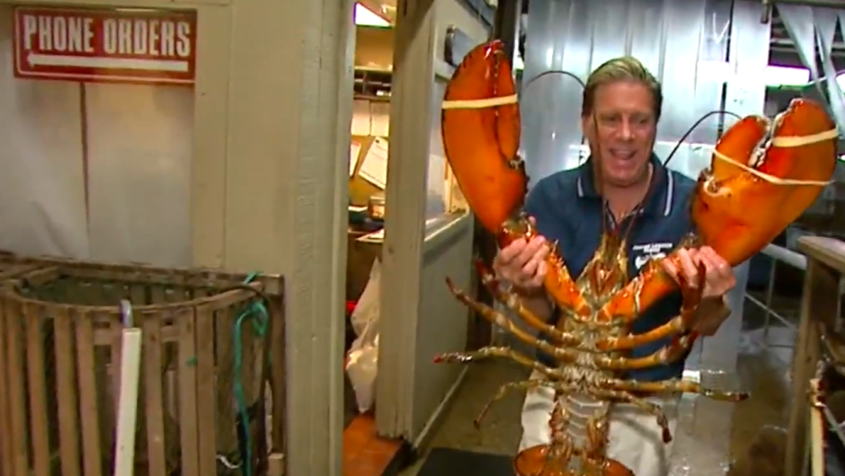 Video: langosta gigante se libra de ser cocinada