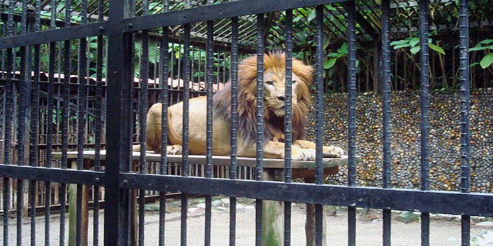 Los circos pueden exhibir animales pero no usarlos: PROFEPA